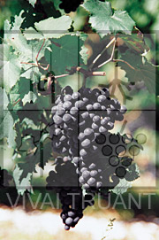 Foto di un grappolo d'uva di Cabernet Franc ISV FV5 (Carmènere)